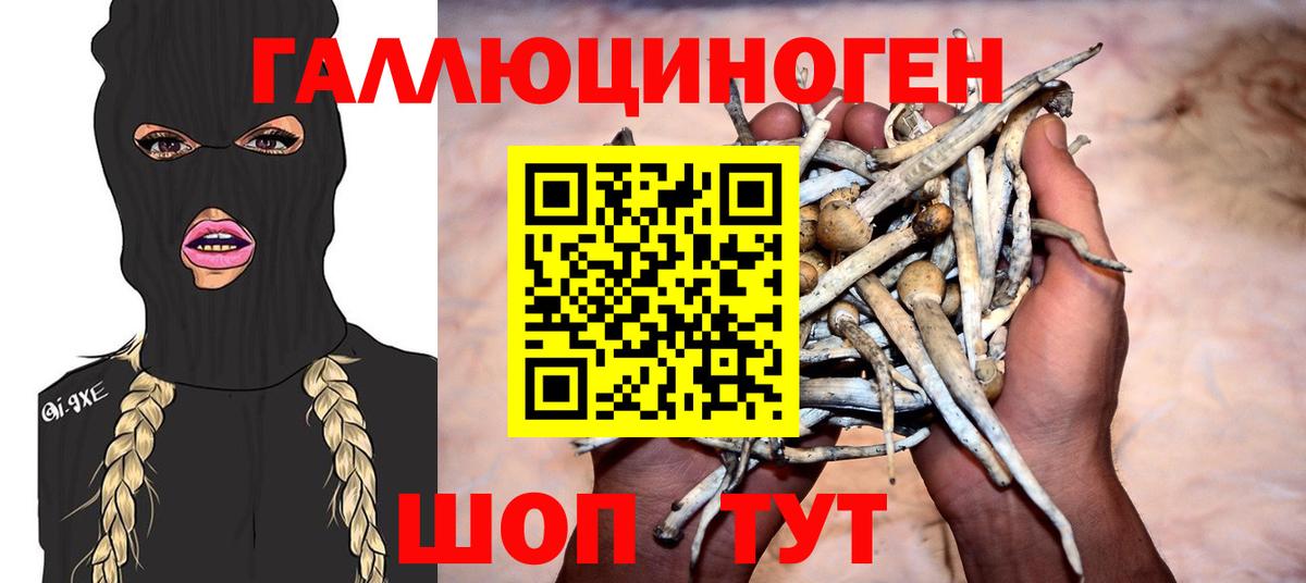 Псилоцибиновые грибы Cubensis Дербент